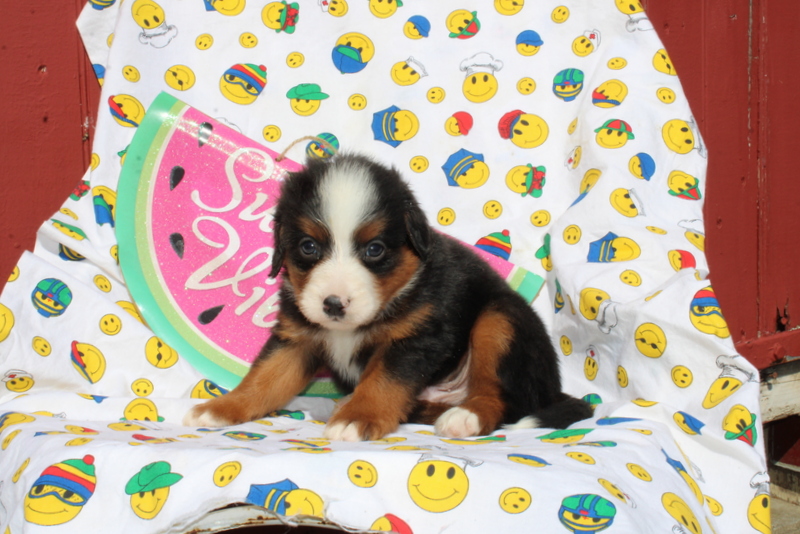 puppy, for, sale, Mini Bernedoodle F2, Matthew B. Stoltzfus, dog, breeder, Gap, PA, dog-breeder, puppy-for-sale, forsale, nearby, find, puppyfind, locator, puppylocator, aca